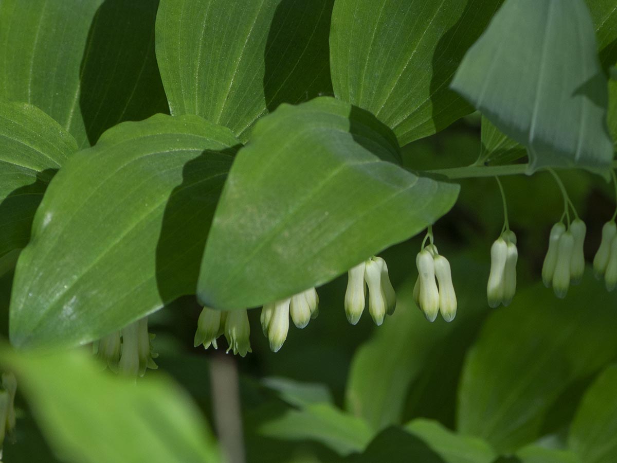Blüten
